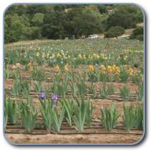Stanton Iris Gardens Preview