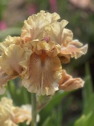 Sociable iris